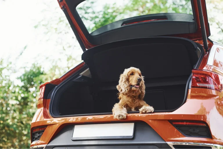 Dog Travel Hammock for Car
