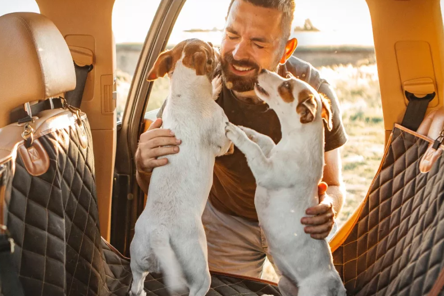 Back Seat Dog Cover